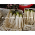 White Radish